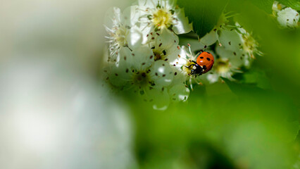 ladybug on a flower