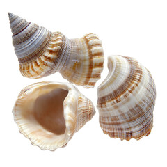 Obraz premium Three beautifully patterned seashells, captured with stunning detail, showcasing their natural forms and textures.