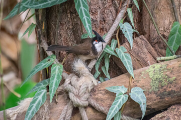 Fototapeta premium Red-whiskered bulbul sitting on a branch