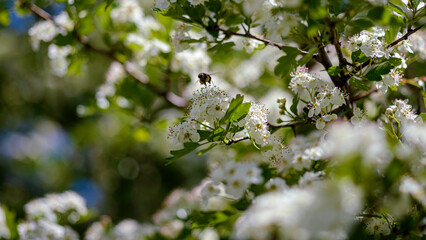 bee on a flower
