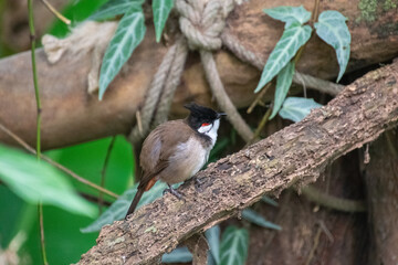 Red-whiskered bulbul sitting on a branch