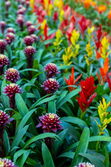 Guzmania conifera is a species of flowering plant in the Bromeliaceae family. It is native to...