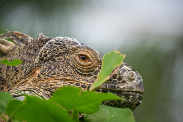 A closeup shot of a green iguana