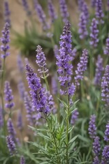 Obraz premium A fragrant cluster of purple lavender blossoms , countryside, summer, texture
