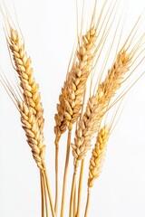 Close-up of golden wheat ears, indicating fresh harvest.