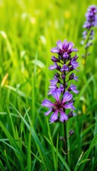A vibrant purple wildflower blooms amidst lush green grass, texture, meadow