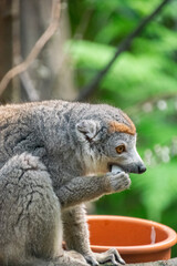Crowned lemur - Portrait - Close up
