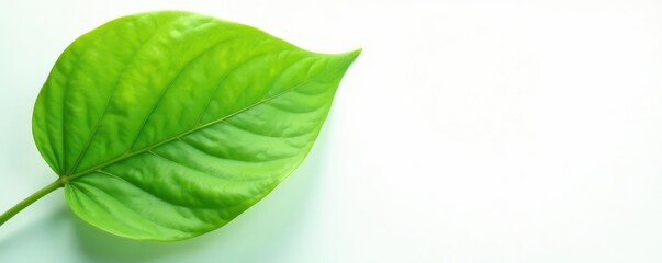 Fototapeta premium Vibrant single bay leaf, fresh green, white background, spice, fresh, plant