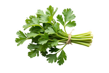 A bunch of fresh parsley is tied together. The parsley is green and fresh, and it looks like it is ready to be used in a recipe