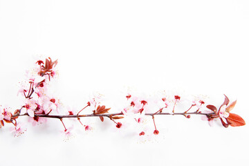 Almond flower on white ground.