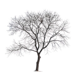 trees without leaf isolate on transparent background