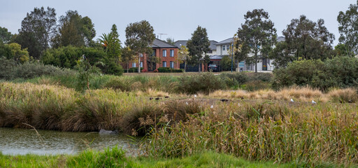 Wetland with tall grasses and native vegetation in front of suburban houses in Point Cook,...