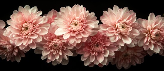Pink Dahlias Row, Dark Background, Floral Design