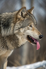 Fototapeta premium A wolf standing in its natural surroundings, alert and powerful. A majestic predator and symbol of strength, unity, and the wild spirit