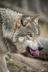 A wolf standing in its natural surroundings, alert and powerful. A majestic predator and symbol of strength, unity, and the wild spirit