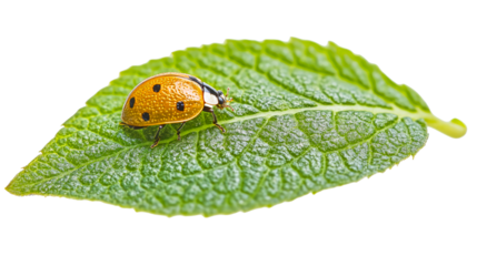 Golden ladybug with spots rests on a green leaf. cut out transparent
