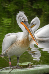 Portrait of a Dalmatian pelican
