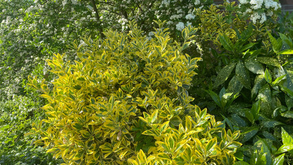 Evergreen shrub Euonymus Japonicus in garden landscape
