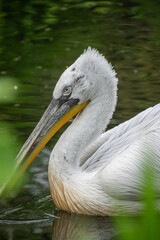 Portrait of a Dalmatian pelican