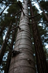 Fototapeta premium Forest Tree Trunk: A Textured, Moody Vertical