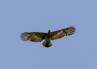 Graceful wings spread wide, changeable hawk eagle soars through sky.