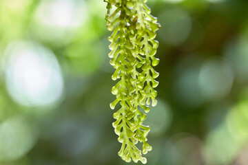 Close-up view of Caulerpa racemosa var. corynephora