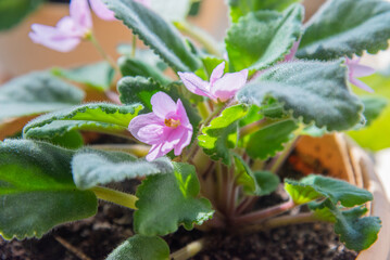 Indoor African Violet, African Violet plant with light pink flowers blooming.