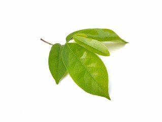 Soursop leaves (Annona mucirata) isolated on white background
