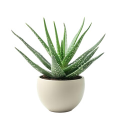 Fototapeta premium Aloe Vera plant in modern potted isolate on transparent background