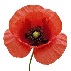 Red poppy flower, isolated on transparent background, cutout, png.