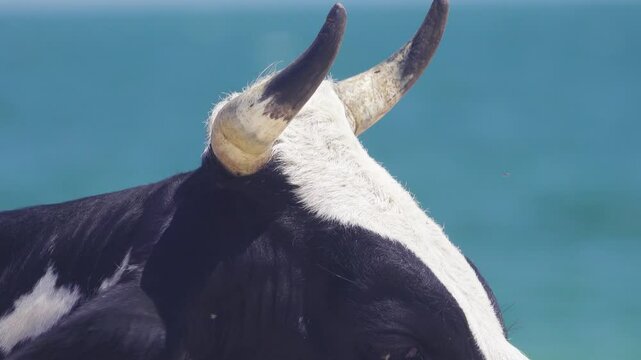 Veterinary science. Cow bothersome muscas (face fly, Musca autumnalis), need long lashes, ears. Flies are harmful to fattening and milk yield, infect eyeworms (Thelazia). Eye cow closeup
