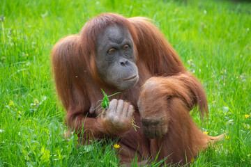 A red orangutan portrait