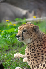 Close-up of a Gepard