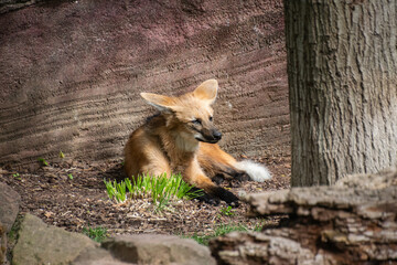 Maned Wolf in the zoo