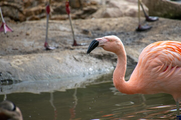 pink flamingo in the water