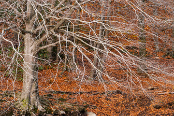 Bare tree branches over fallen autumn leaves in Montseny, Catalonia, Spain, creating a moody seasonal texture perfect for background use and natural compositions with empty space.