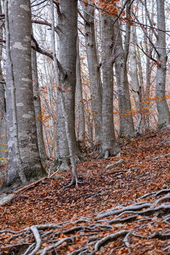 Autumn forest landscape in Montseny, Catalonia, Spain with vertical trunks, fallen leaves and soft natural light, ideal for seasonal campaigns and eco-friendly concepts with copy space.