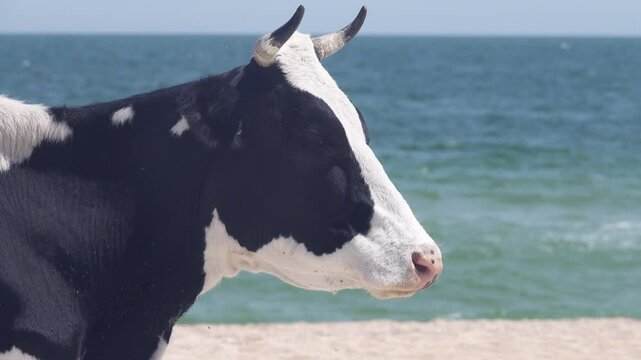 Midday pet rest. The cow is resting lying on the sea beach, where it is windy and not hot and there are fewer flies
