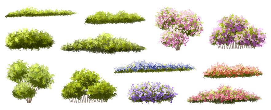 Vector of tree or blooming  side view isolated on white background ,watercolor tree elevation for landscape concept,environment scene,eco design,blossom garden for spring