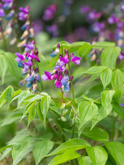 Nahaufnahme mehrerer blühender Pflanzen der Frühlings-Platterbse (Lathyrus vernus).