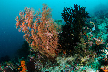 Breathtaking underwater scene showcases the vibrant biodiversity of a coral reef in Raja Ampat, Indonesia, with colorful corals and diverse marine life creating a mesmerizing spectacle
