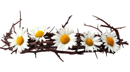 Daisy flowers surround a thorny branch section. cut out transparent