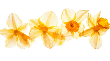 Four yellow narcissus flowers in a row, soft light. cut out transparent