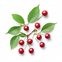 Cherries with foliage on white