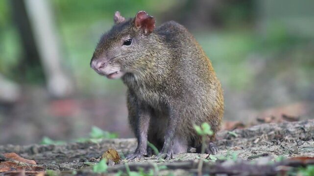 video closeup de cotia roendo sementes na amazonia