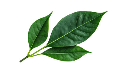 Fresh Green Leaves on a Stem, Close Up Studio Still. cut out transparent