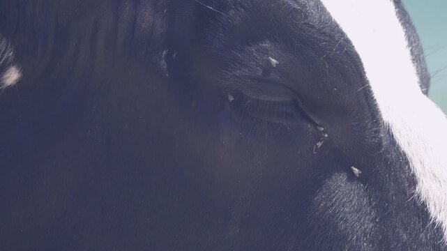 Veterinary science. Cow bothersome muscas (face fly, Musca autumnalis), need long lashes, ears. Flies are harmful to fattening and milk yield, infect eyeworms (Thelazia). Eye cow closeup