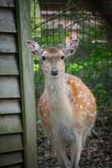 A deer looking at the camera