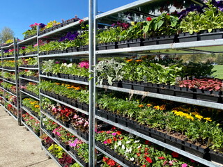 Racks of flowering annuals outdoors at garden center