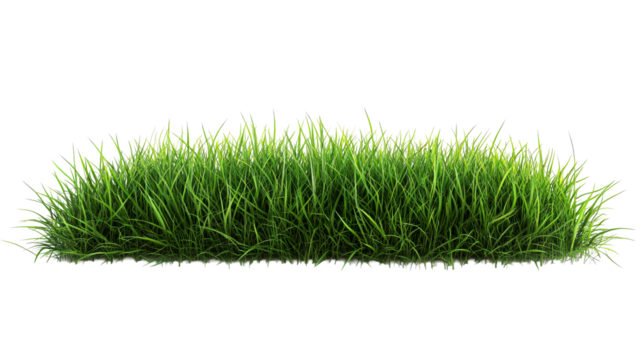 Tuft of vibrant green grass detail, lush blades. cut out transparent